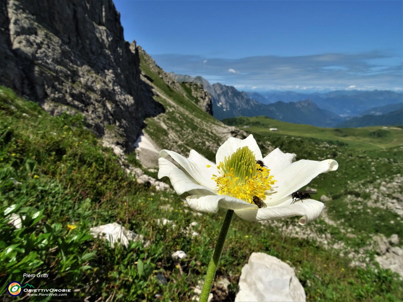 47 Pulsatilla alpina  ancora in fiore con ospiti.JPG